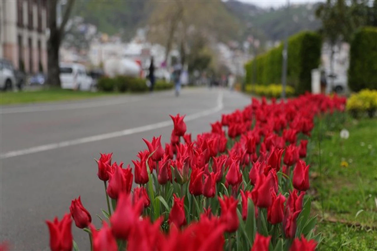 Ordu'da 5 milyon 901 bin 800 adet çiçek ve bitki toprakla buluştu