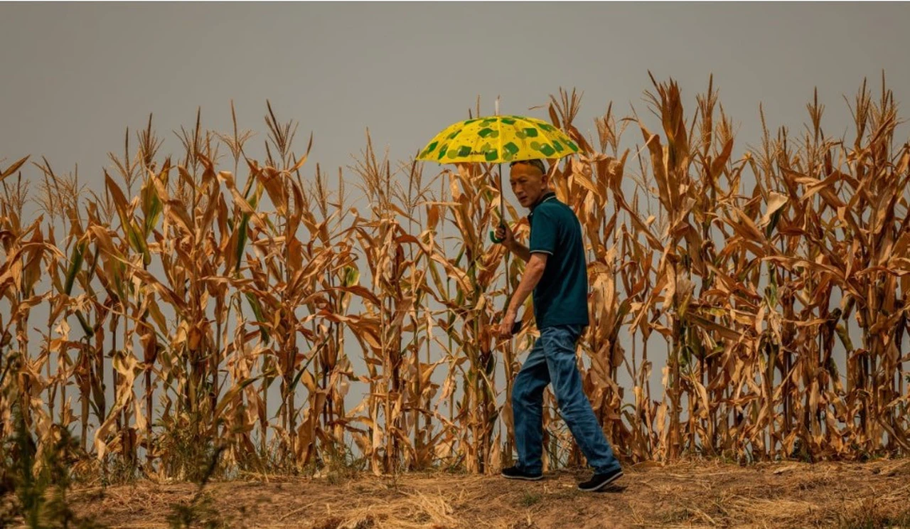 Çin 2100 yılına kadar tarım alanlarının yüzde 35'ini yitirebilir