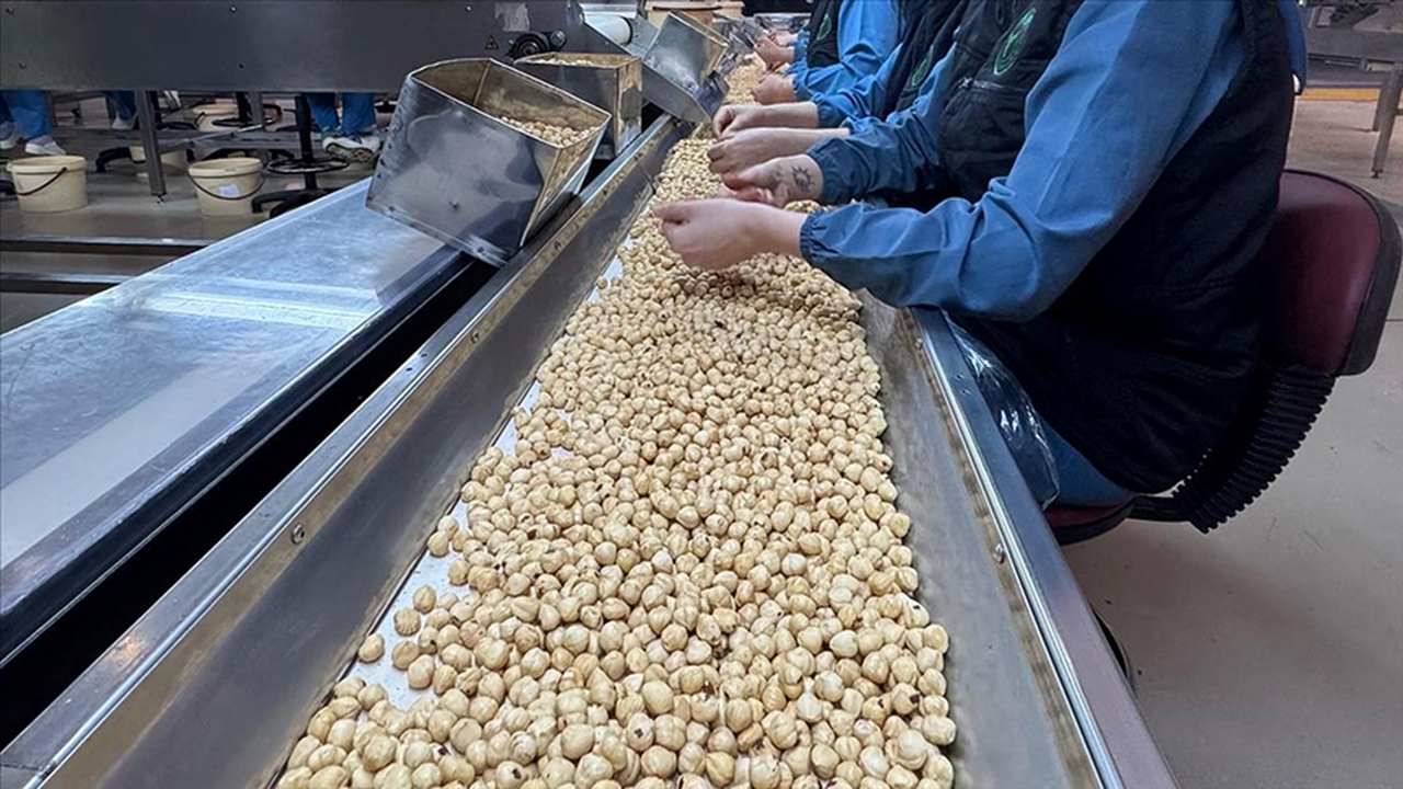 Fındıkta bu sezon 2,5 milyar dolar ihracat geliri hedefleniyor