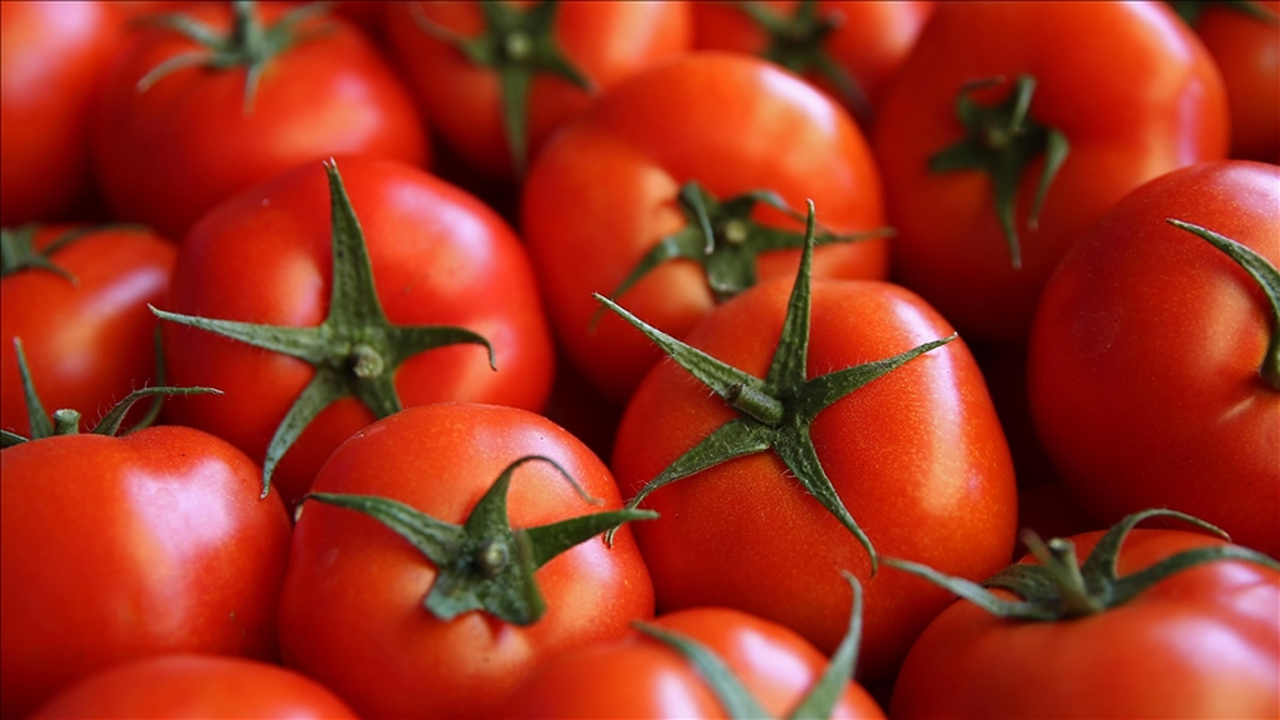 İlk çeyrekte 161 milyon dolarlık domates ihracatı yapıldı