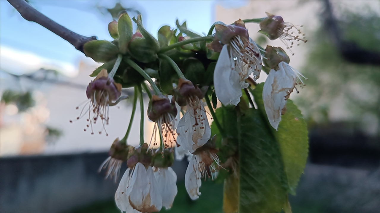 Bazı illerde tarım ürünleri zirai dondan etkilendi