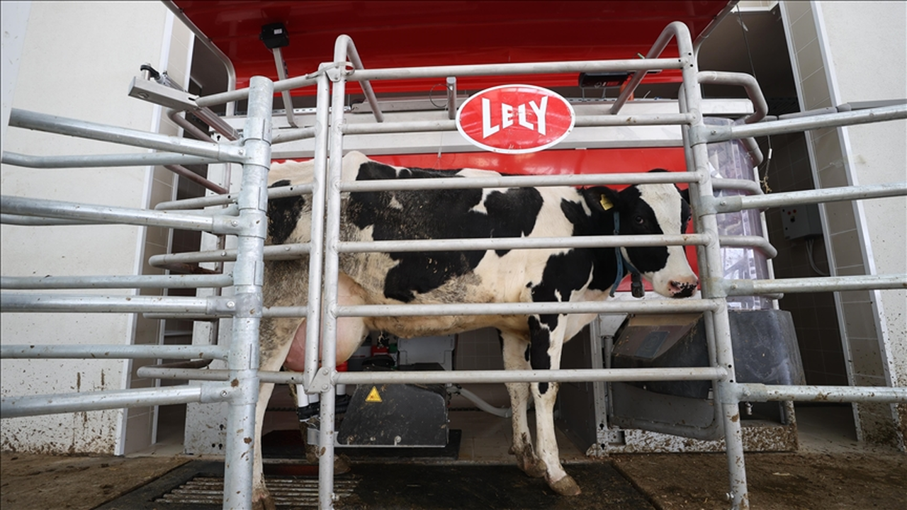 Kırklareli'nde 20 işletme süt sağımında robot kullanıyor