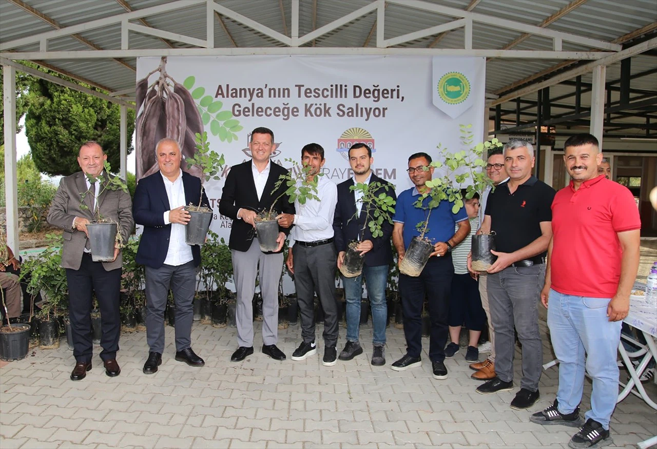 Alanya Keçiboynuzu Coğrafi İşaret Tescili Aldı