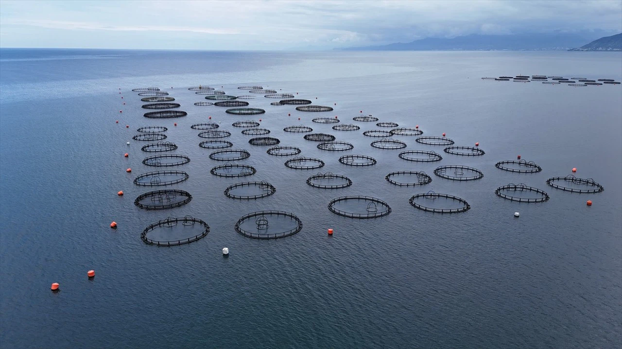 Ordu'da Türk Somonu Üretimi Ekonomiyi Canlandırıyor