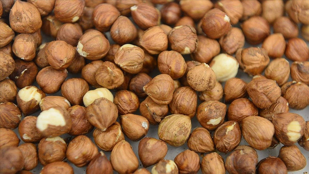 8 ayda 550 bin tonu aşkın fındık işlem gördü