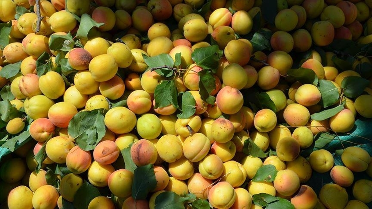 Malatya'dan nisan ayında 23 milyon dolarlık dış satım