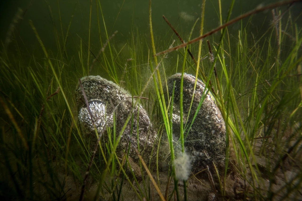 Borusan Holding'den Müsilaj Farkındalık Etkinliği