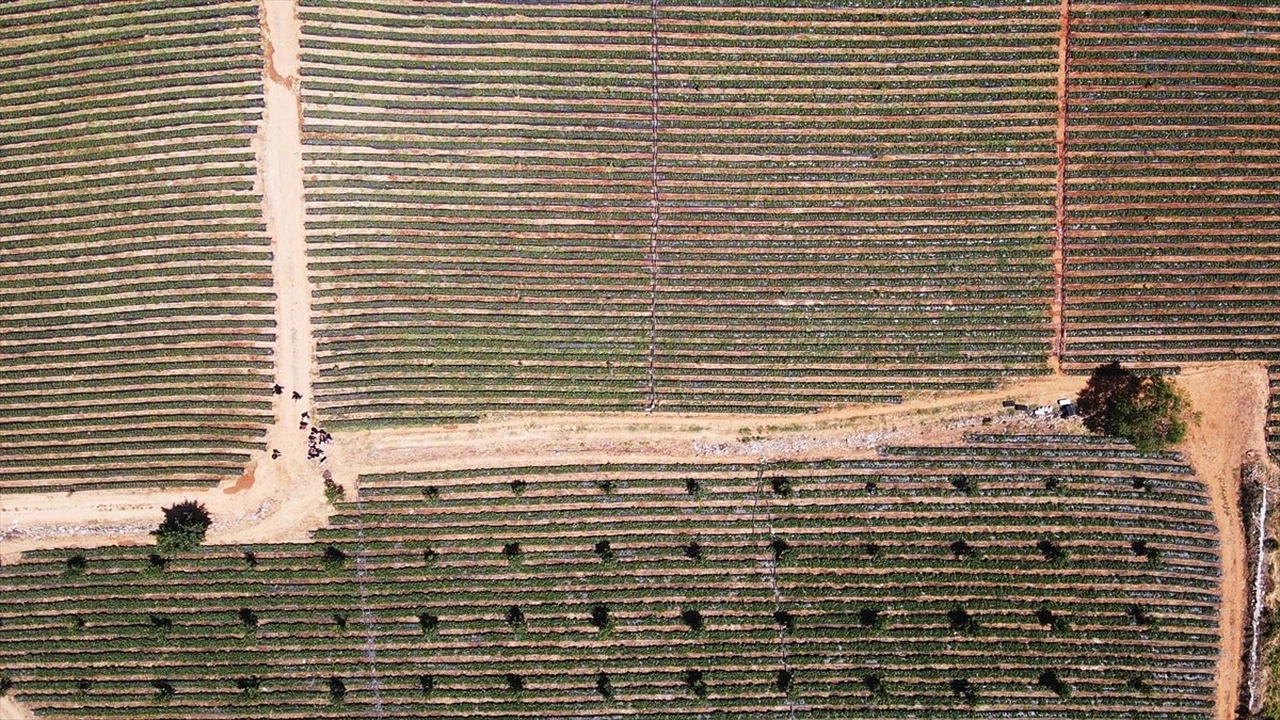 Muğla'da Çilek Hasadı ve Yükselen Yüzde Verim