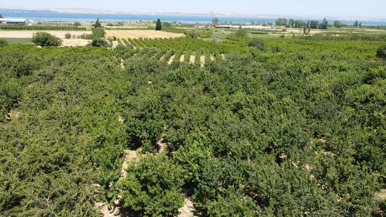 Çanakkale'nin Lapseki İlçesinde Kiraz Hasadı ve İhracatı