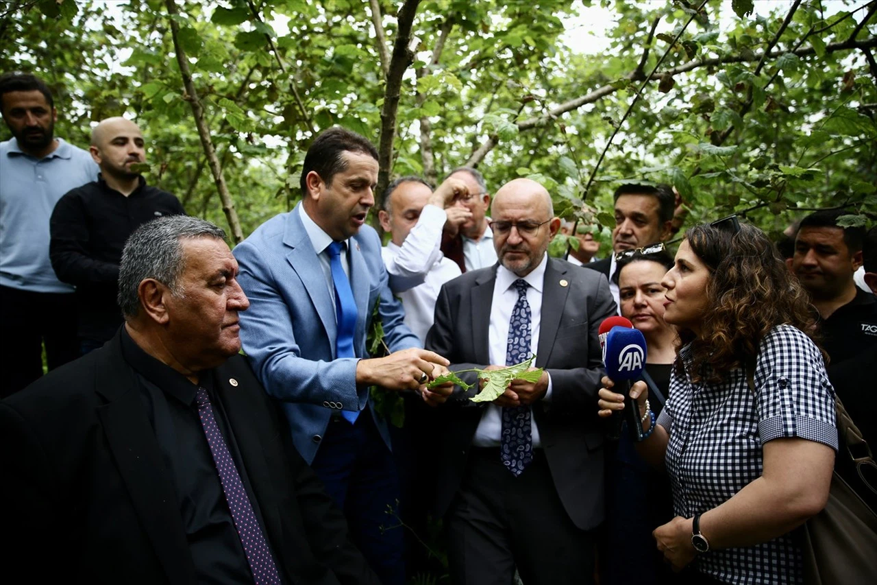 Zirai Donun Fındığa Etkileri TBMM Komisyonu Tarafından İncelendi