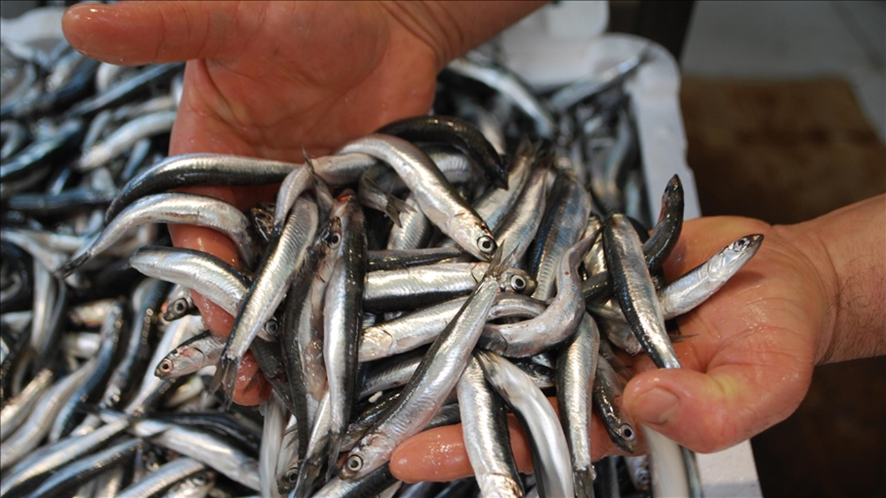 Milli Servetimiz Hamsi, Türk Balıkçılığında Zirveyi Bırakmıyor!