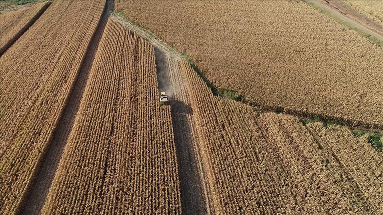 RUSYA'DAN TARIMDA STRATEJİK ATAK: HEDEF 135 MİLYON TON TAHIL!Yüksek faiz ortamına rağmen üretim hız kesmiyor – BRICS'te tahıl borsası planı dikkat çekiyor