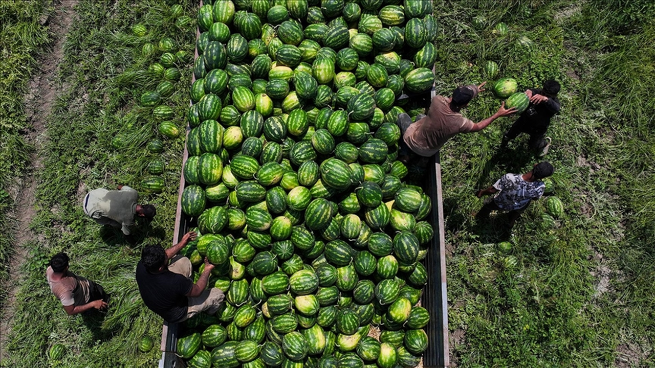 Adana Karpuzunda Fiyat 7 TL’ye Geriledi: Üretici Kaliteye Güveniyor
