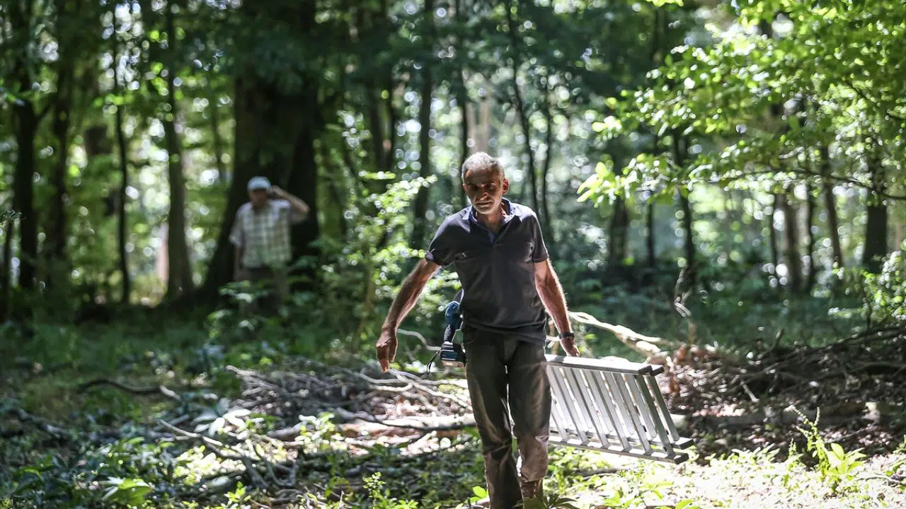 Bursa ıhlamur ormanlarından beklenenin üzerinde verim
