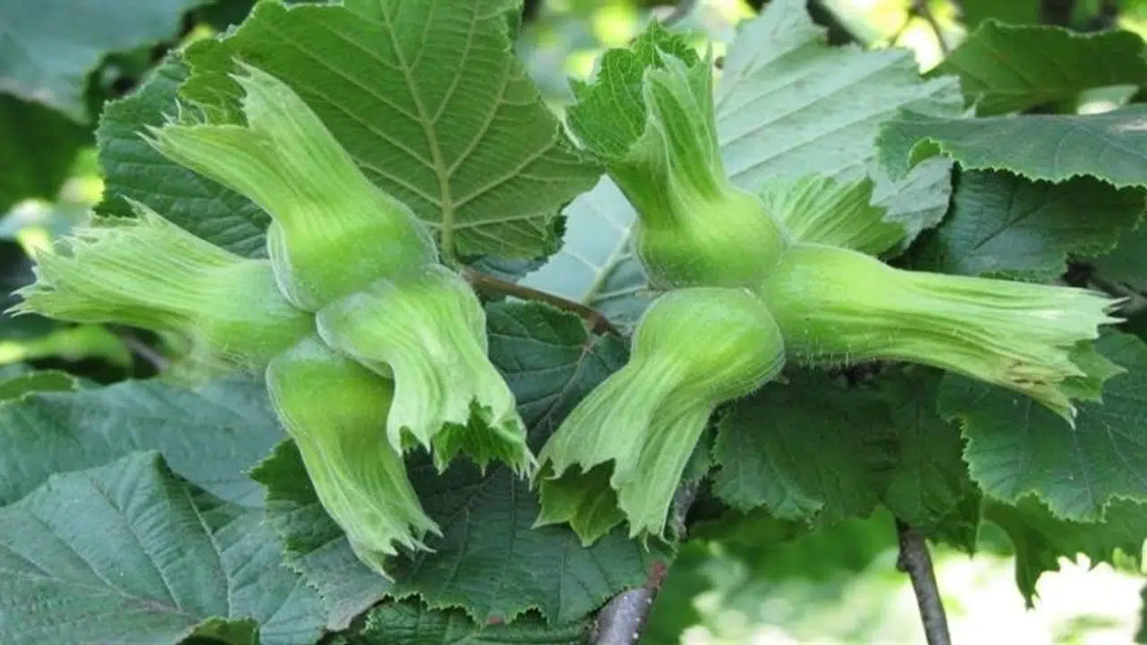 Düzce, AB Ülkelerine 13 Bin 461 Ton İç Fındık Gönderdi