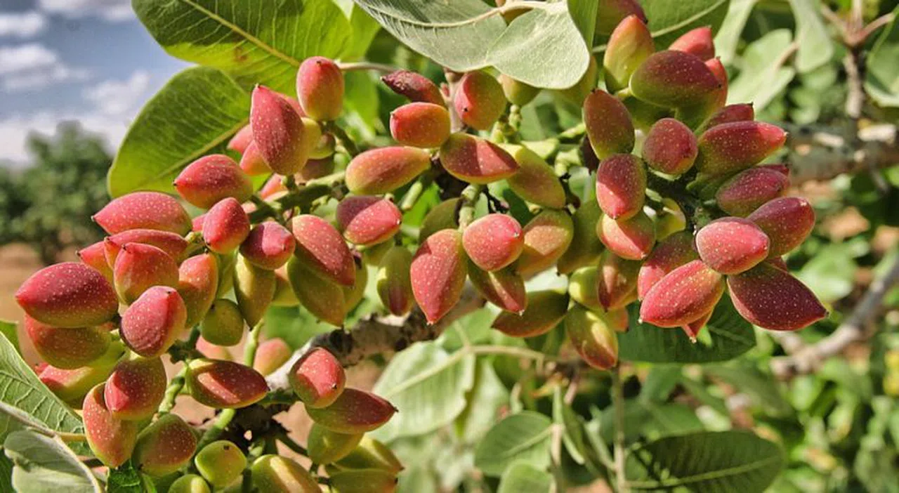 Antep Fıstığı İhracatı Yüzde 17 Yükseldi