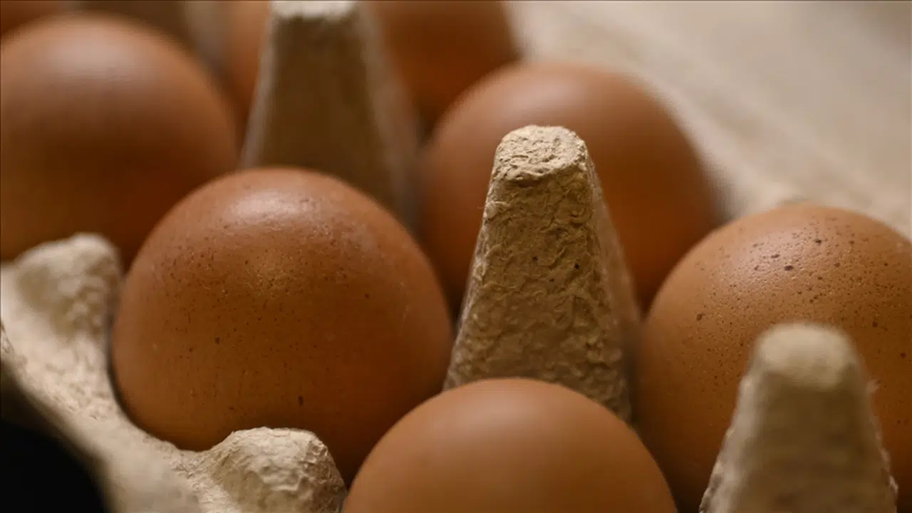 Yumurta İhracatında Yeni Dönem: Fon Kesintisi KaldırıldıÜreticiye Nefes, İhracatçıya Destek