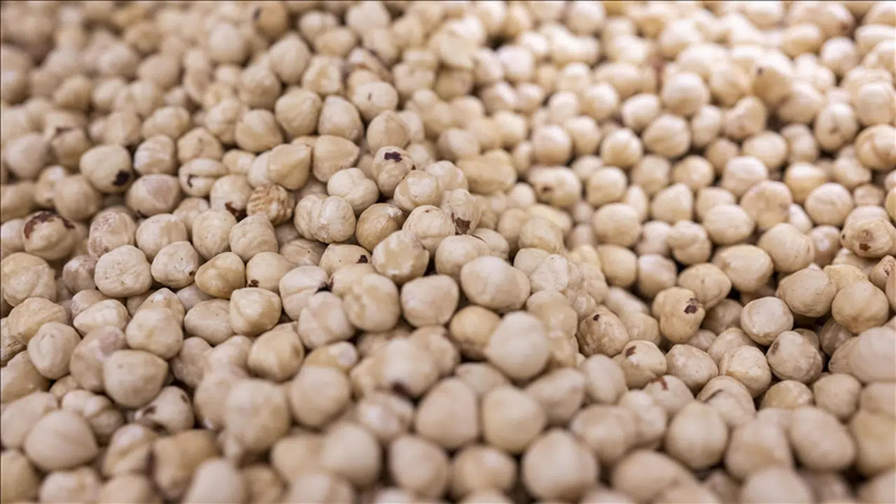 Türkiye'nin fındık ihracatının yüzde 33'ü Trabzon'dan yapıldı