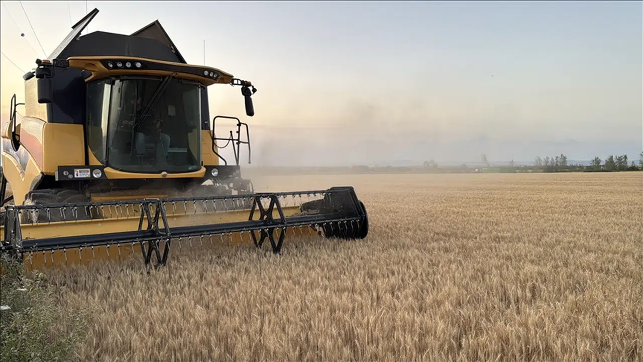 Trakya Ovalarında Bereketli Hasat: Buğday Üretimi Yüz Güldürdü