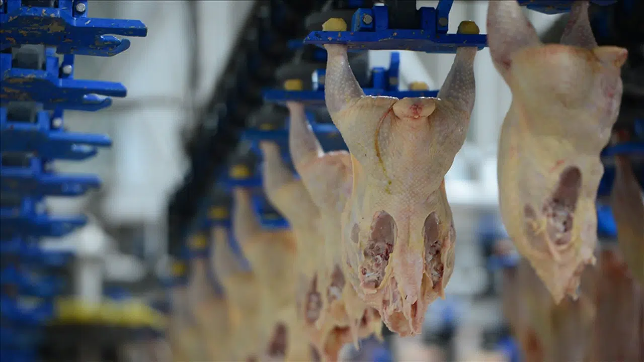 Tavuk Eti Üretiminde Güçlü Artış