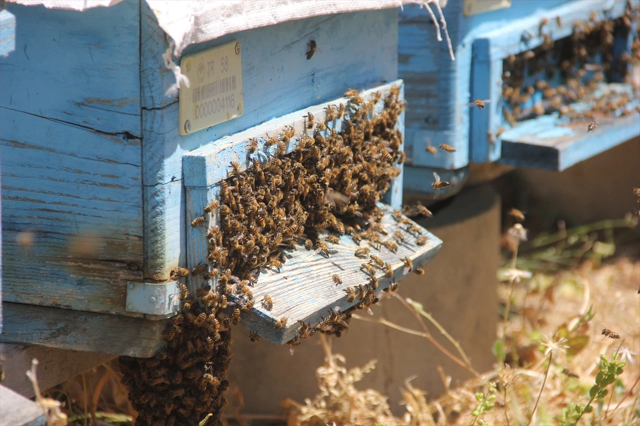 Sivas'ta Erken Hasat ile Zara Balı Üretimi Memnun Ediyor