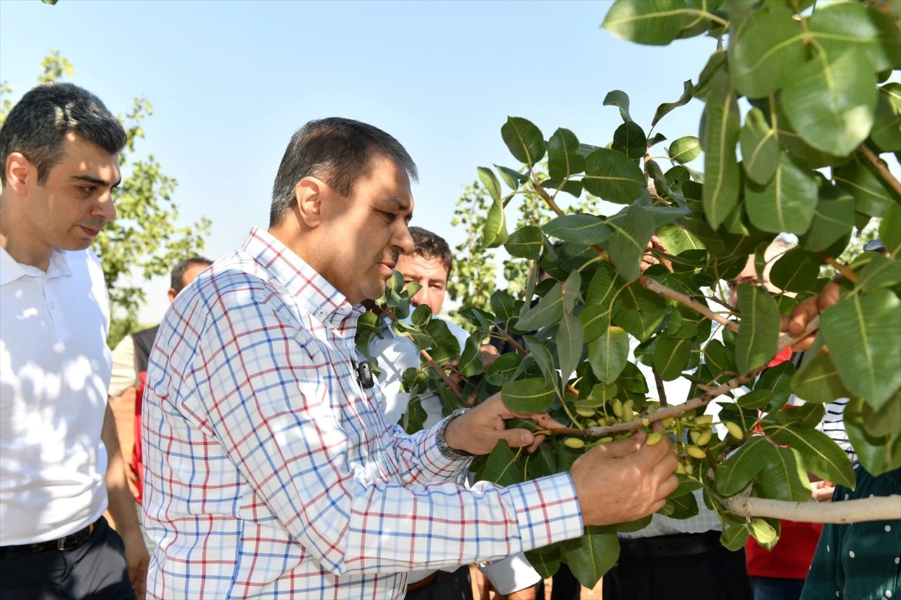 Şanlıurfa'da Antep Fıstığı Hasadı Coşkuyla Devam Ediyor