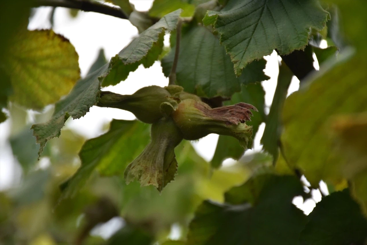 Trabzon'da Fındık Hasat Şenliği Coşkusu