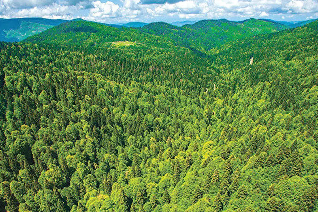 Türkiye’nin Orman Varlığı 23,3 Milyon Hektarı Aştı