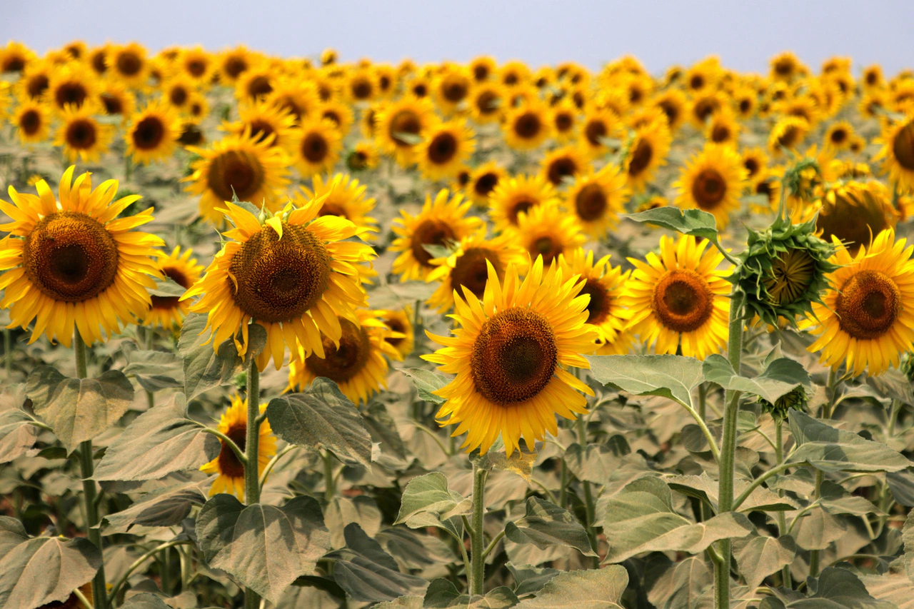 Yerli Ayçiçeği Üretimi İçin Gümrük Vergisi Düzenlemesi