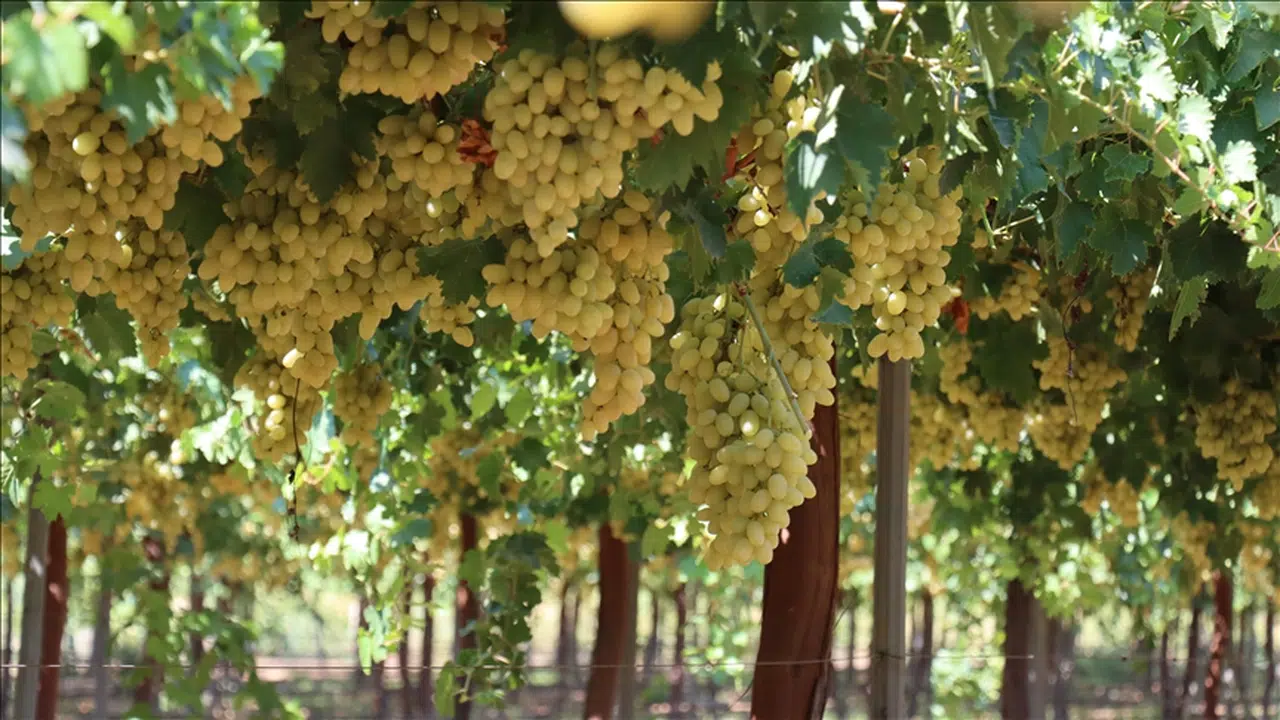Hatay Hassa’da Üzüm Hasadı Başladı21.08.2025 – Lale Köklü Karagöz