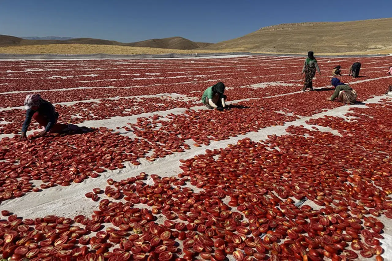 Misafirliğe Geldikleri Elazığ’da 6 Bin Dönüm Araziyi Tarıma Kazandırdılar