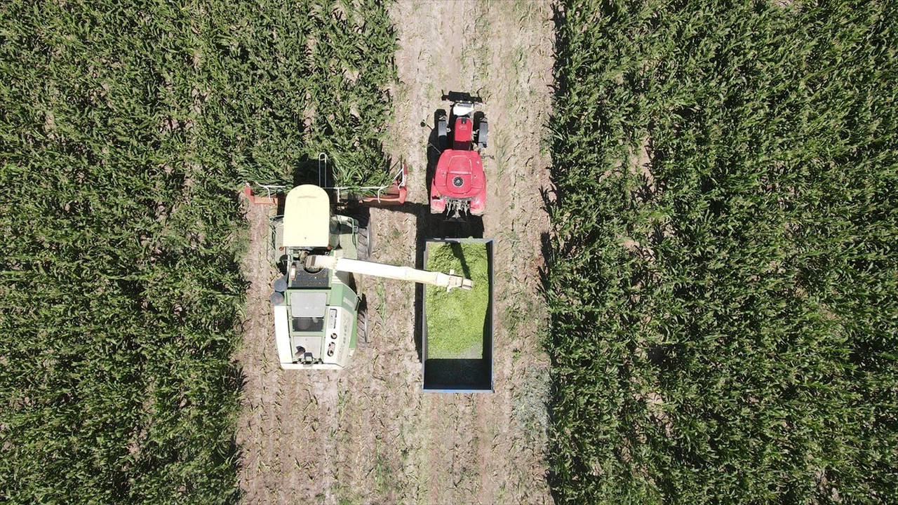 Erzincan'da Silajlık Mısır Üretimi Hayvancılığı Destekliyor