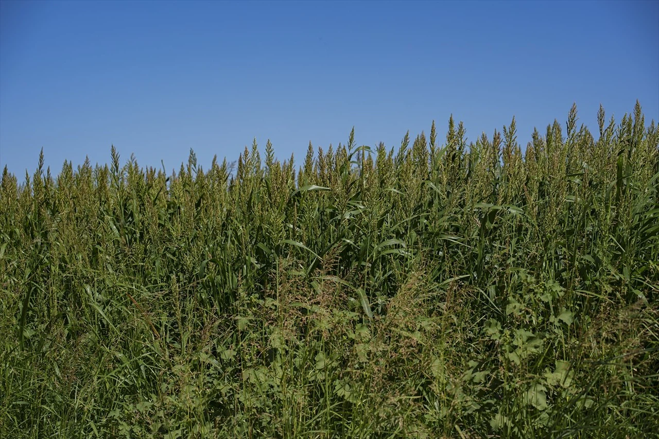 İzmir Besicilerinin Sorgum Sudan Otu Yetiştirmeye Geçişi