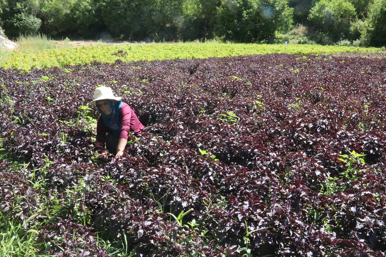Arapgir'in Tescilli Ürünlerinde Hasat Sevinci