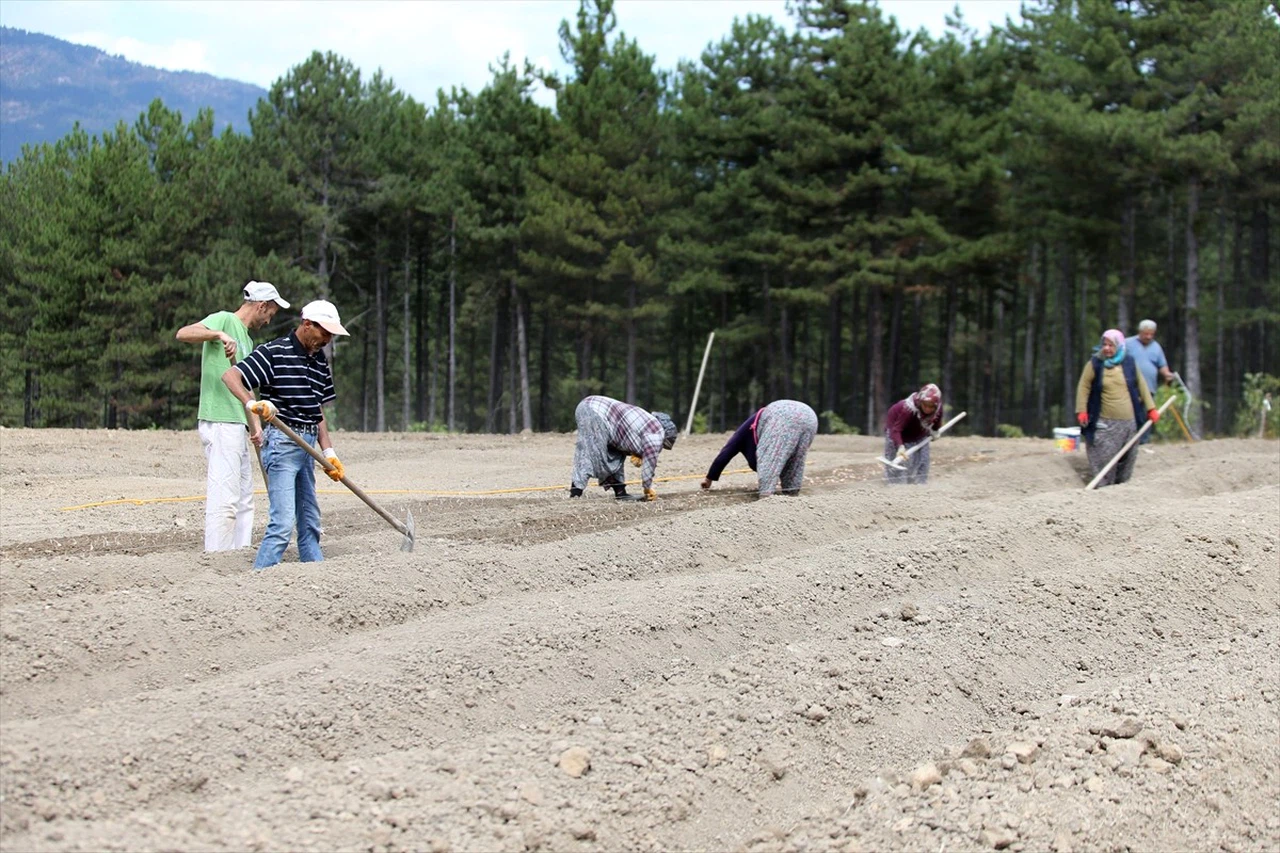 Karabük'te Safran Yetiştiriciliği Gelişiyor