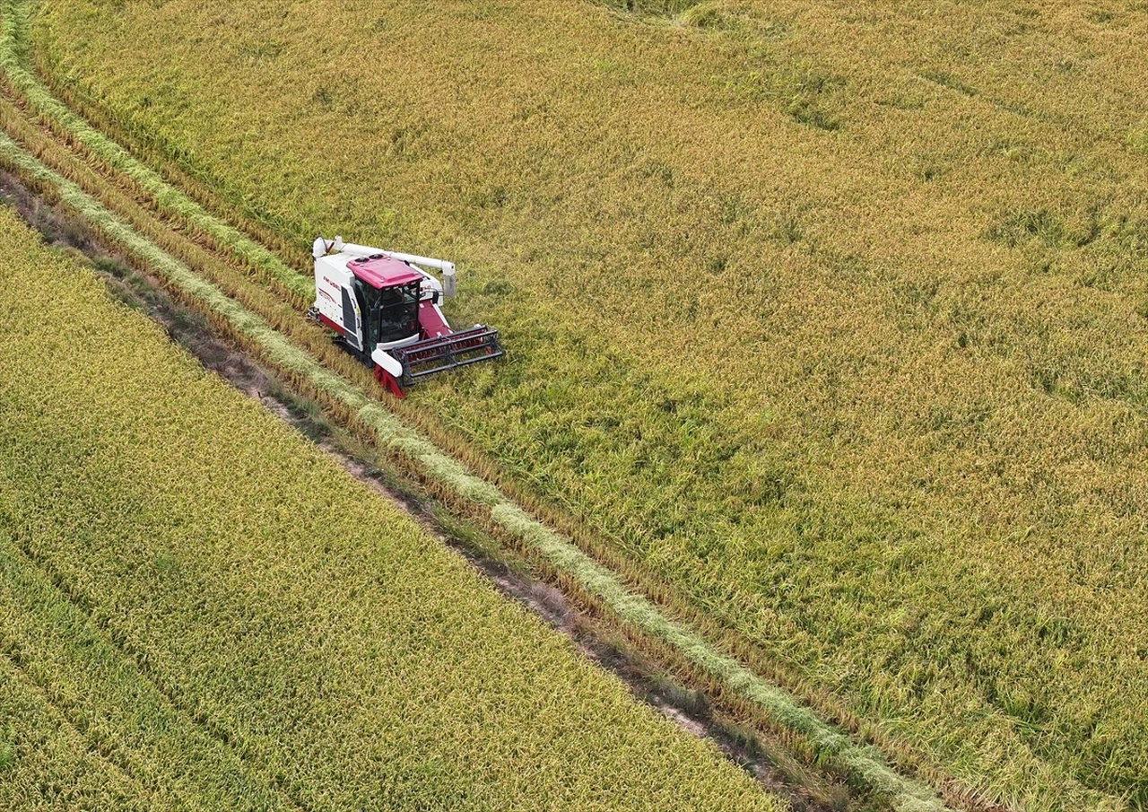 Edirne'de Çeltik Hasadı Başladı