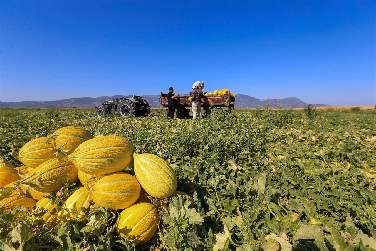 Kırkağaç Kavununda Hasat Dönemi Sürüyor