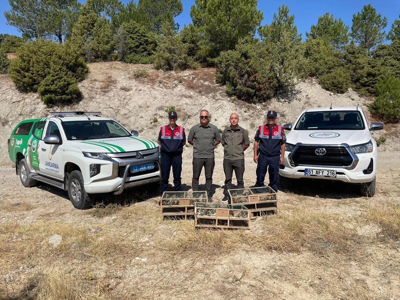 Kütahya'da 142 Saka Kuşu Doğaya Yeniden Salındı