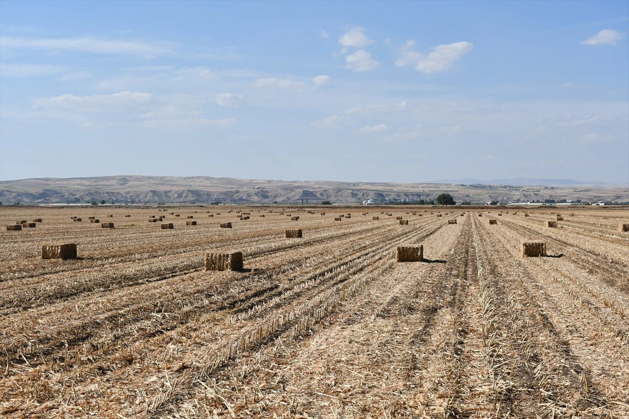 Batman'da Mısır Anızı Biyoyakıt Üretiminde Kullanılıyor