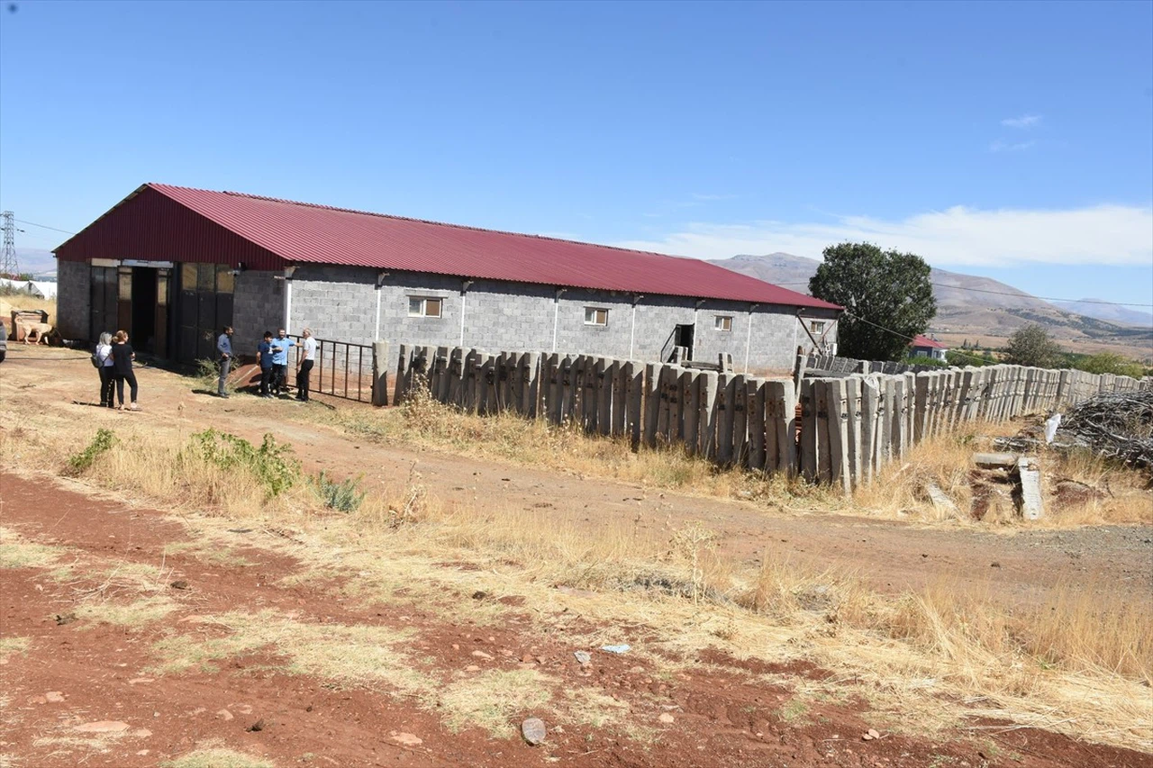 Malatya'da Besicilere 2 Bin 932 Damızlık Büyükbaş Hayvan Dağıtılacak