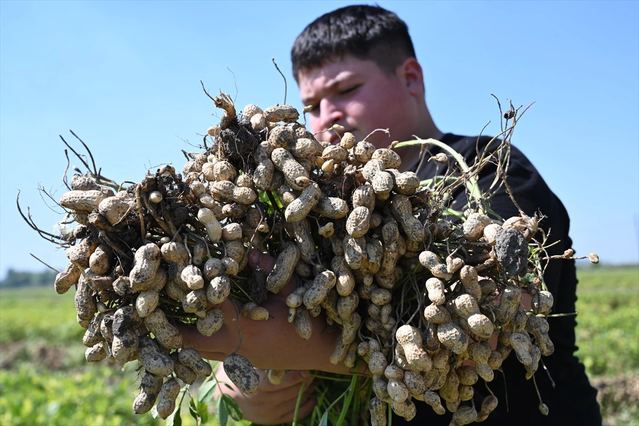 Osmaniye'de Yer Fıstığı Hasadı Başladı