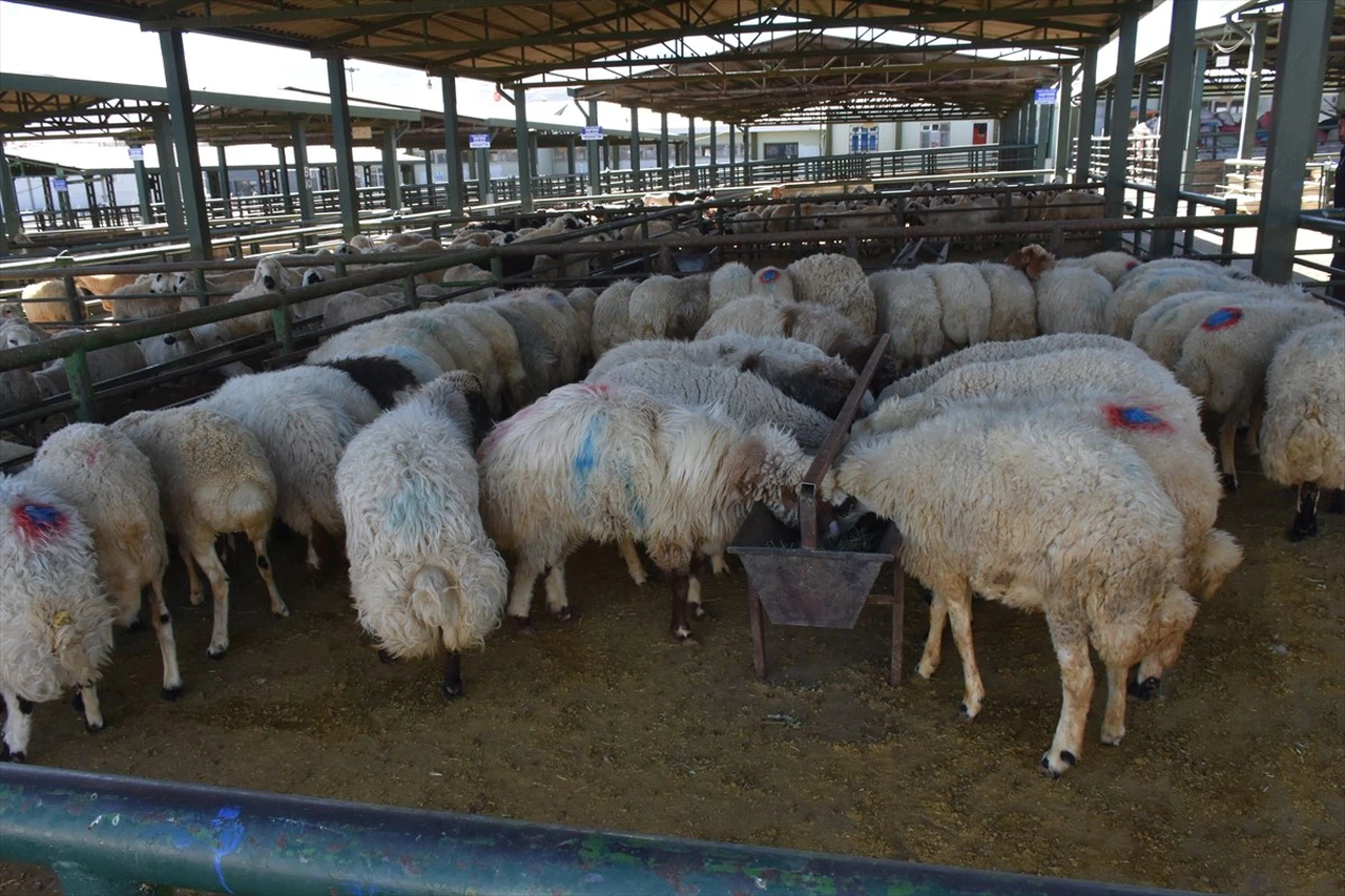 Malatya'da Hayvan Pazarı Yeniden Faaliyete Geçti