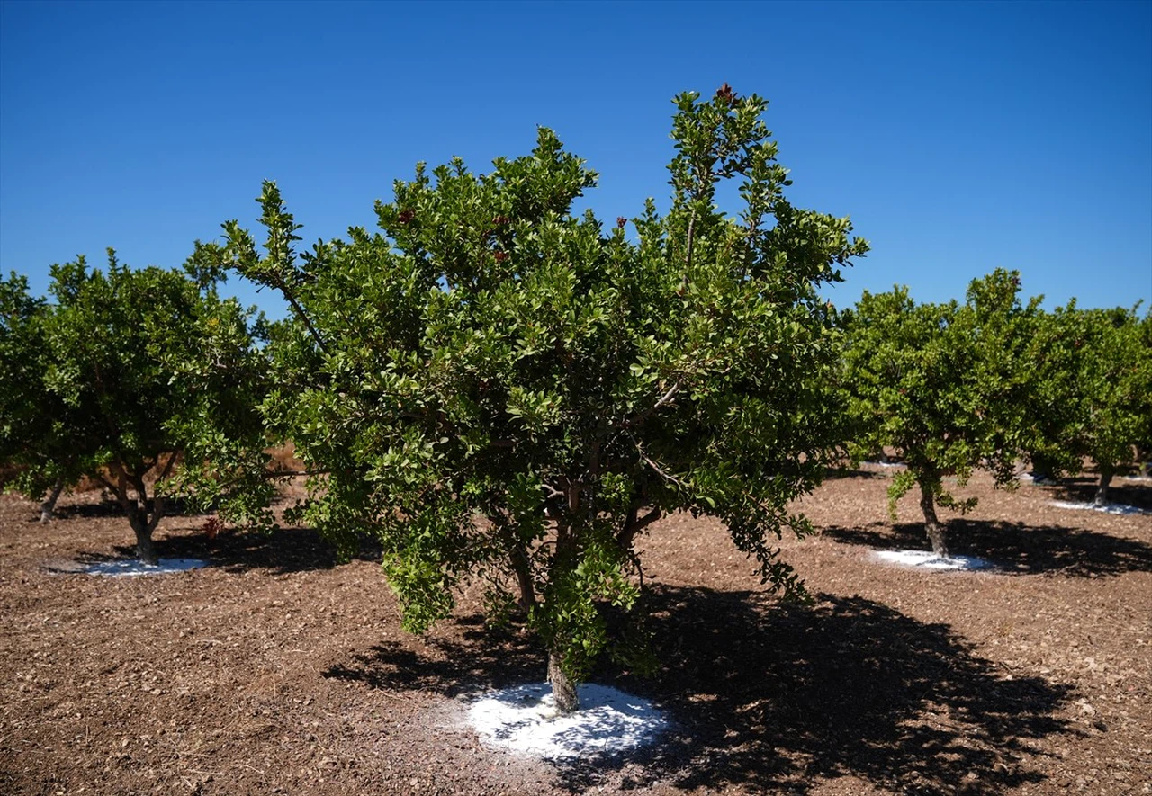 İzmir'de Sakız Ağacı Sayısı 15 Yılda 100 Kat Artış Gösterdi