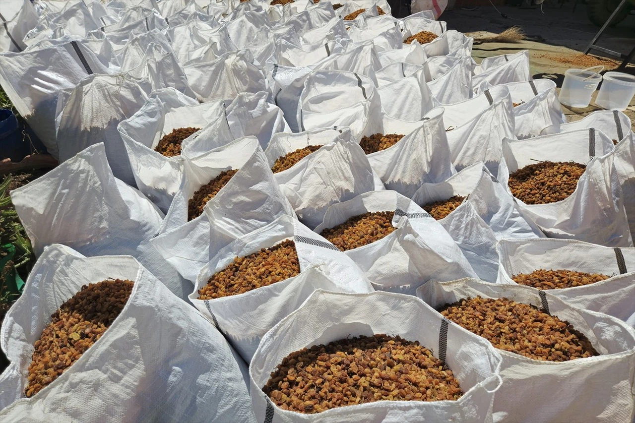 Türkiye'nin Kuru Üzüm İhracatı Tarihinde Rekor Kırdı