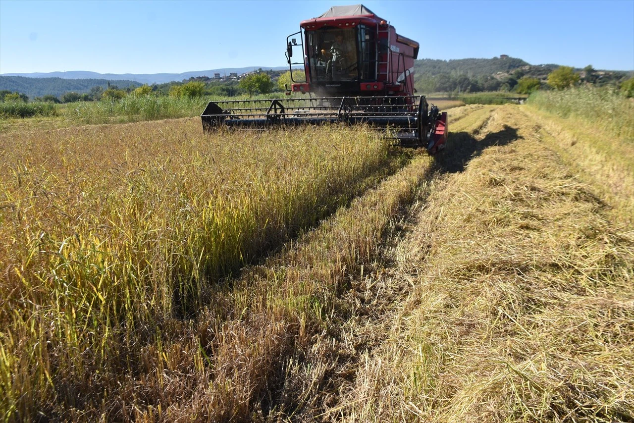 Sinop'ta Çeltik Hasadı Başladı