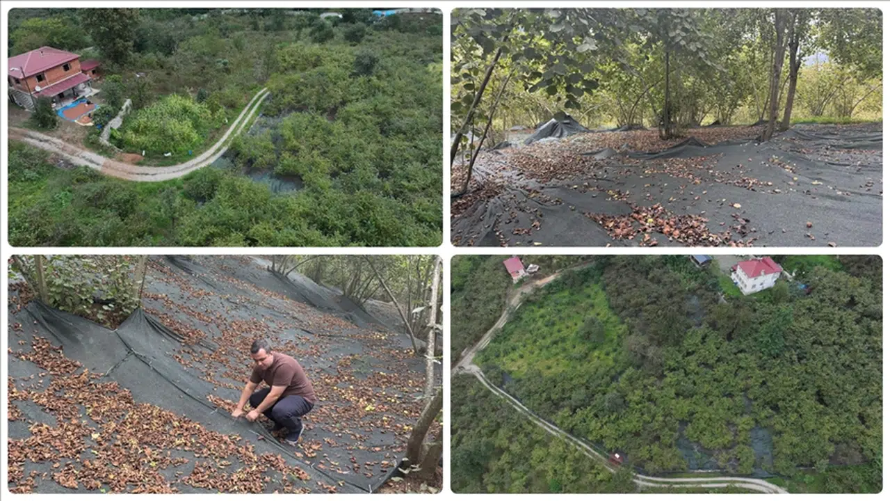 File Örtüyle Fındık Hasadı Üreticiye Kazandırıyor: İşçilik Azalıyor, Verim Artıyor