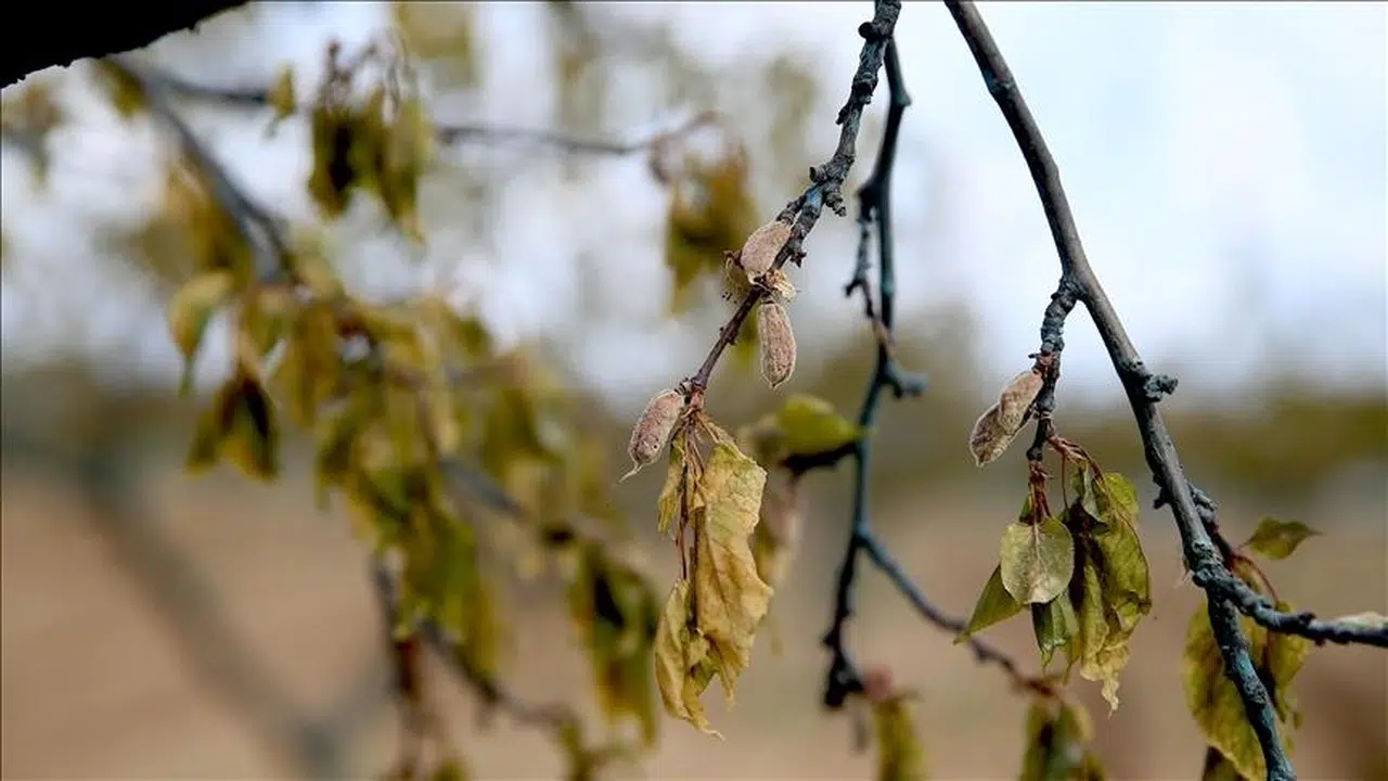 Zirai dondan etkilenen çiftçilere destek