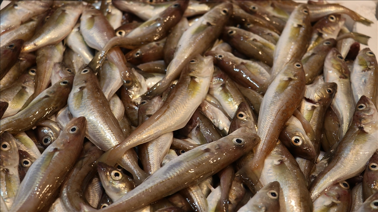 Trabzon'da Balık Sezonu Hareketli Başladı