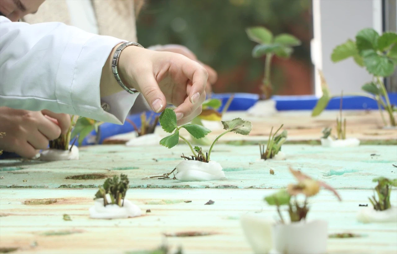 Su Mercimeğiyle Beslenen Japon Balıklarının Gübreleri Topraksız Tarımda Kullanılıyor