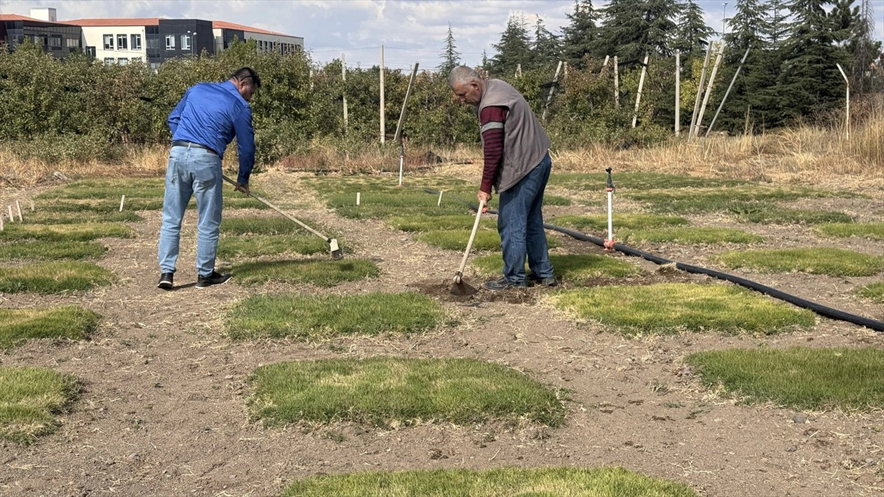 İklim Değişikliğine Dayanıklı Yerli Çim Çeşitleri Üzerine Çalışmalar